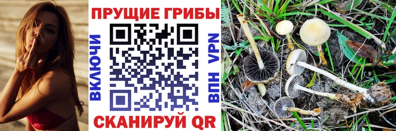 Псилоцибиновые грибы GOLDEN TEACHER  закладка  Курганинск 